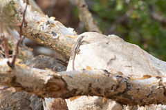 Sceloporus grandaevus