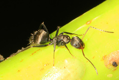 Camponotus novogranadensis