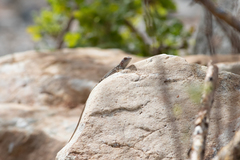 Sceloporus grandaevus