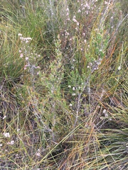 Leptospermum nitidum