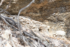 Aspidoscelis ceralbensis