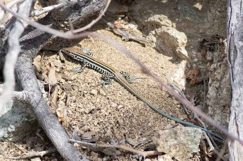 Cerralvo Island Whiptail