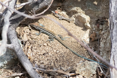 Aspidoscelis ceralbensis