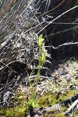 Pterostylis tasmanica