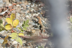 Aspidoscelis ceralbensis