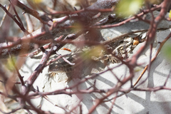 Sceloporus grandaevus