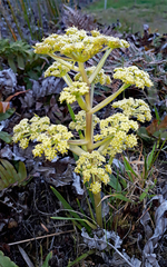 Aciphylla traversii