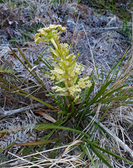 Aciphylla traversii