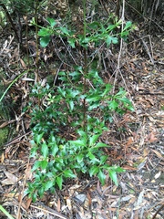 Phyllocladus aspleniifolius