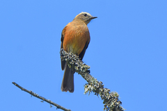 Ochthoeca fumicolor