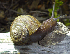 Helminthoglypta morroensis