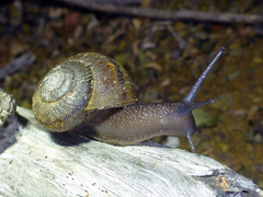 Helminthoglypta morroensis