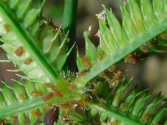 Brachymyrmex obscurior