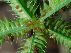 Brachymyrmex obscurior