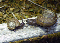 Helminthoglypta morroensis