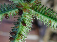 Brachymyrmex obscurior