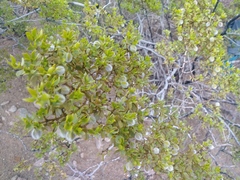 Larrea tridentata