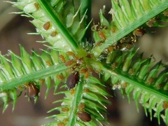 Brachymyrmex obscurior