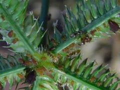 Brachymyrmex obscurior