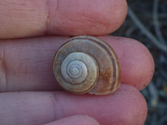 Helminthoglypta umbilicata