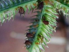 Brachymyrmex obscurior