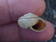 Helminthoglypta umbilicata