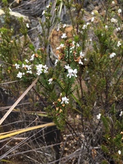 Westringia rubiifolia