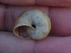 Helminthoglypta umbilicata