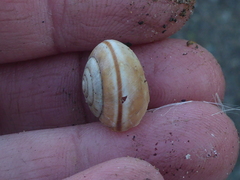 Helminthoglypta umbilicata