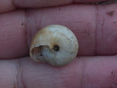 Helminthoglypta umbilicata