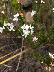 Westringia rubiifolia
