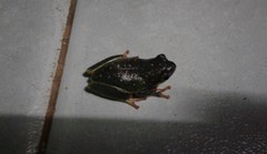 Hyperolius viridiflavus