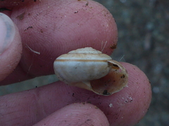 Helminthoglypta umbilicata