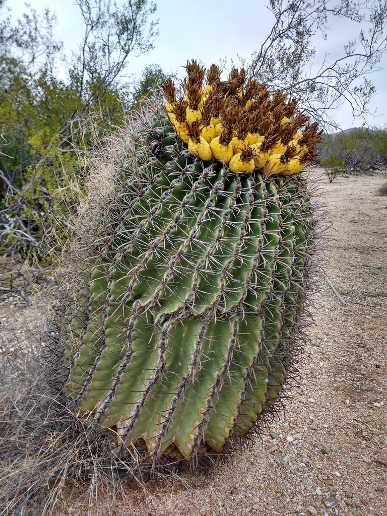 Fishhook Barrel Cactus Spines