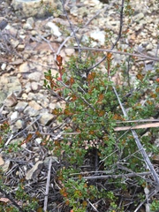 Micrantheum serpentinum