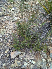 Micrantheum serpentinum