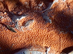 Byssomerulius corium image