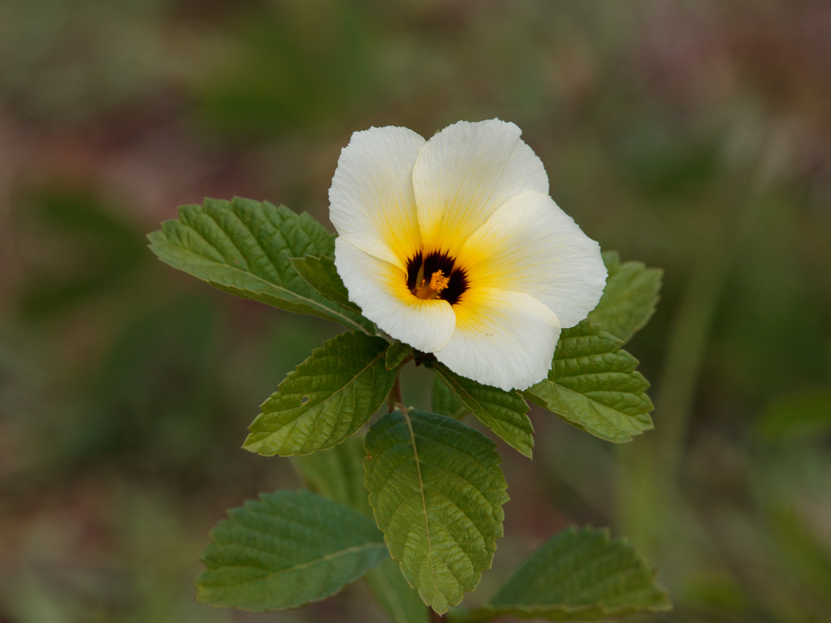 Turnera subulata