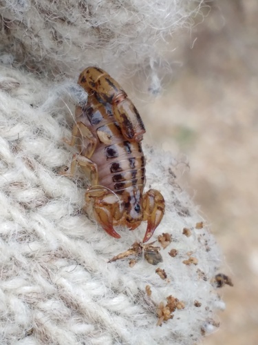 Photo of Superstition Mountains Scorpion (Superstitionia donensis)