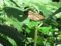 Catuna crithea