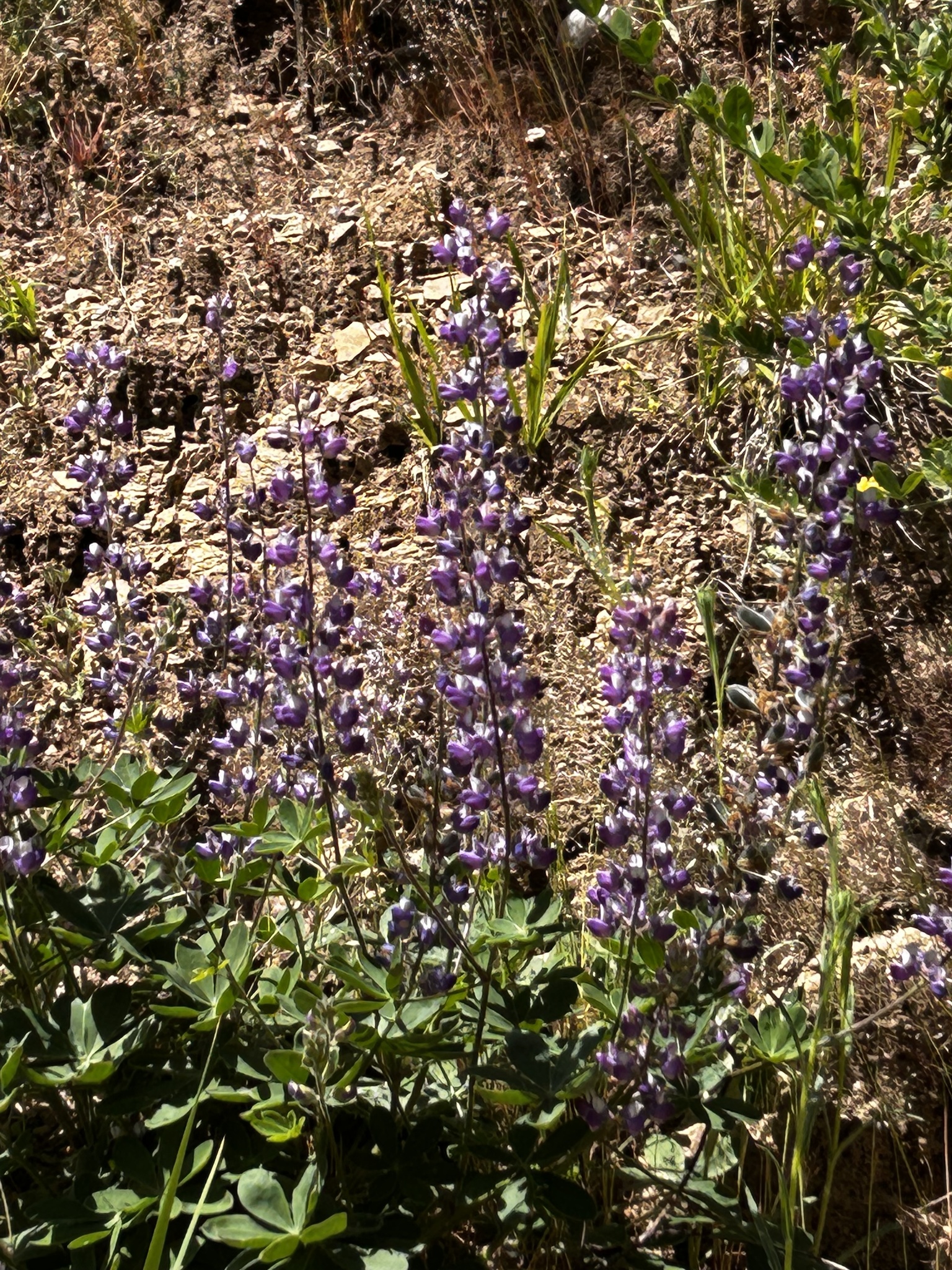 Lupinus latifolius ssp. dudleyi