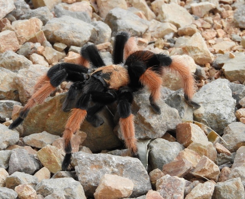 Mexican Redleg Tarantula