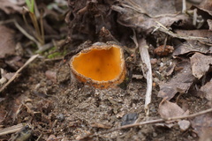 Hoffmannoscypha pellita image