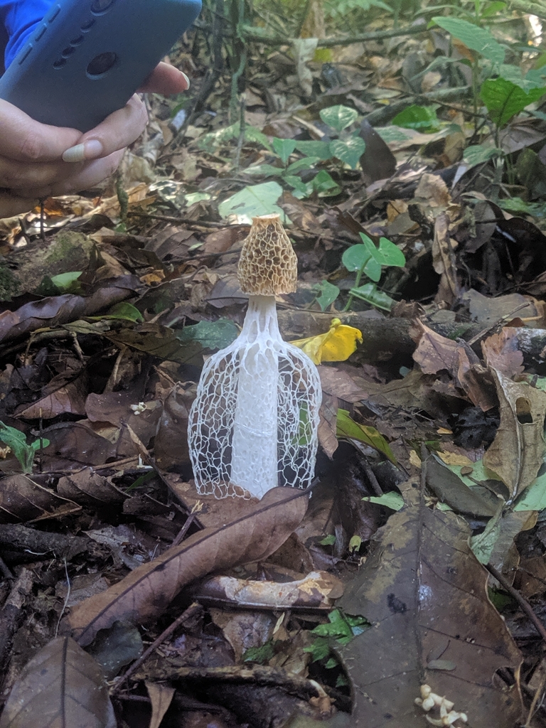 Phallus indusiatus · May 2023 · photo: © diphylleiagrayi (iNaturalist, cc0)