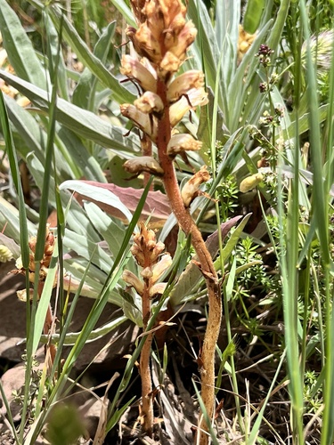 Orobanche image