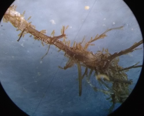 Representative image of Lafoea