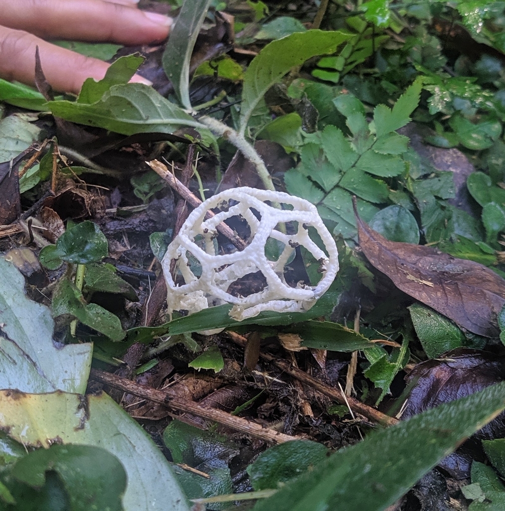 Clathrus chrysomycelinus · May 2023 · photo: © diphylleiagrayi (iNaturalist, cc0)