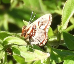 Anteros carausius carausius