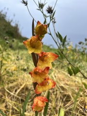 Gladiolus dalenii image