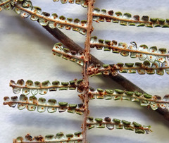 Gleichenia inclusisora